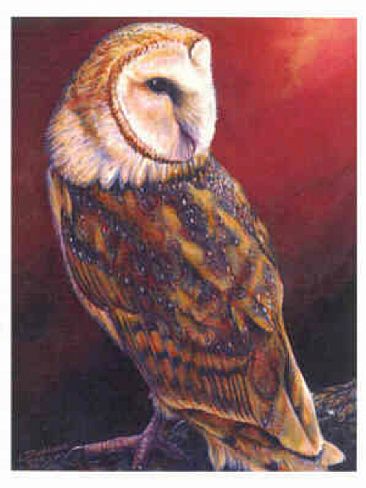 Barn Owl - Barn owl by Linda Parkinson